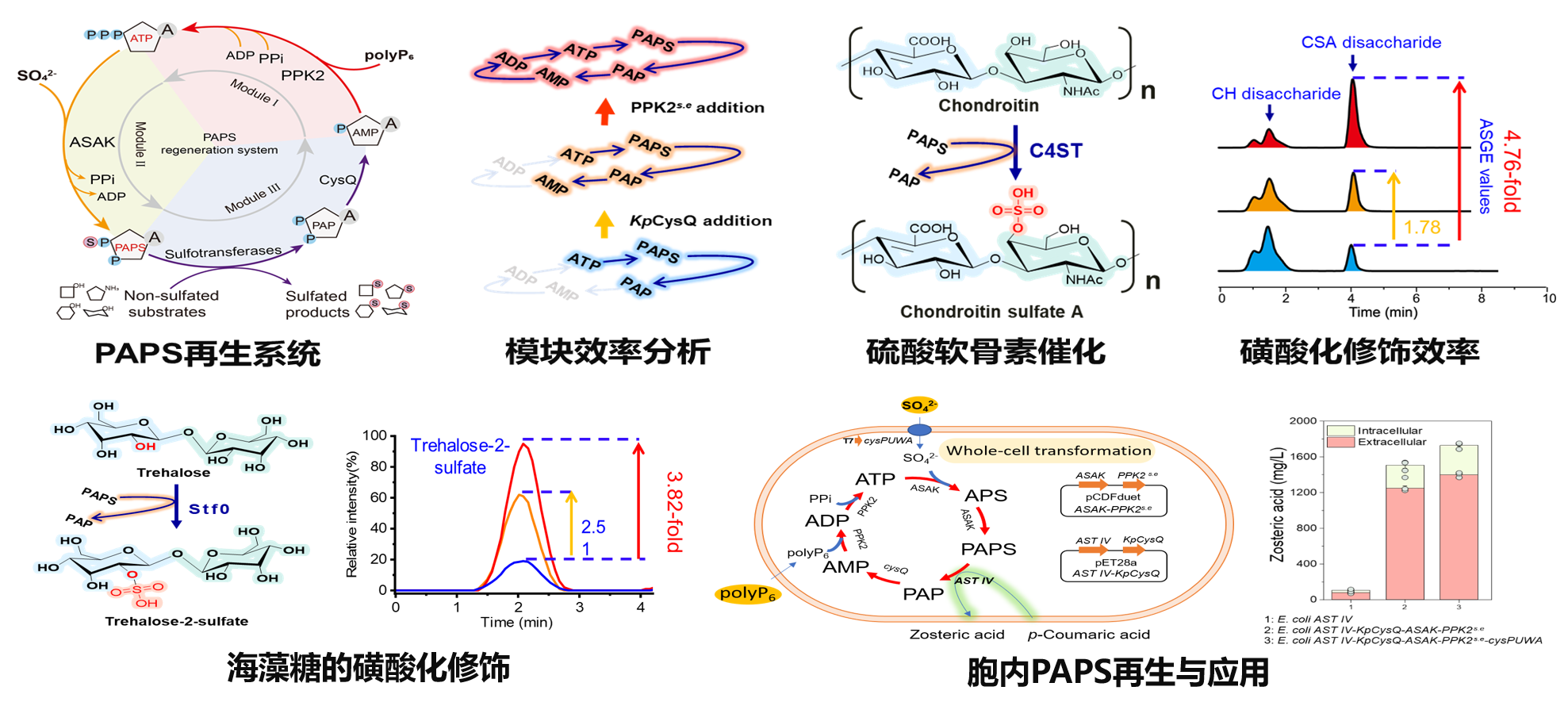 我中心陈坚院士团队康振教授课题组在Nature Communications发表磺酸化修饰重要研究成果-未来食品科学中心